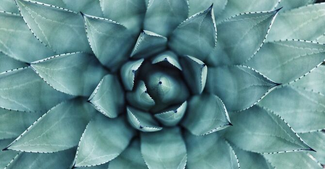 Somatic Classical Care
